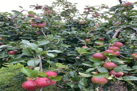 Photo of property in 59a Selwyn Street, Pohara, Takaka, 7183