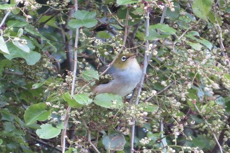 Photo of property in 299 Pekanui Road, Puketotara, Te Awamutu, 3876