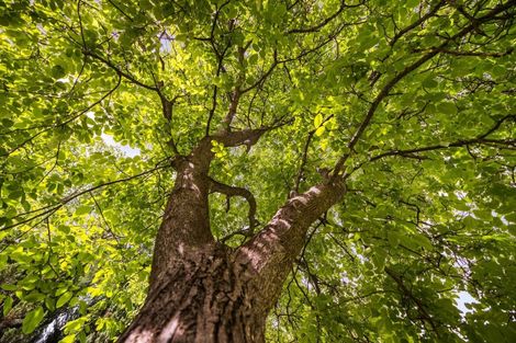 Photo of property in 74 Buckingham Street, Arrowtown, 9302