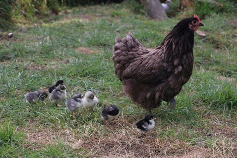 Photo of property in 608 Apley Road, Puketapu, Napier, 4184