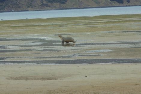 Photo of property in 46 Stepney Avenue, Harwood, Dunedin, 9077