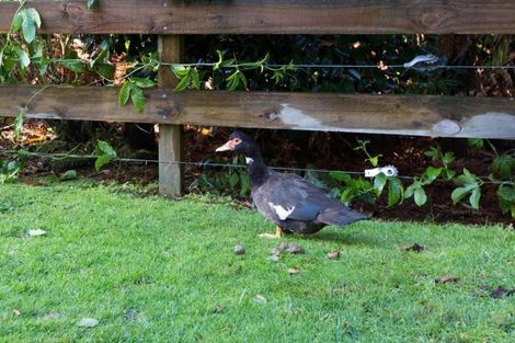 Photo of property in 12 Ngaio Street, Inglewood, 4330