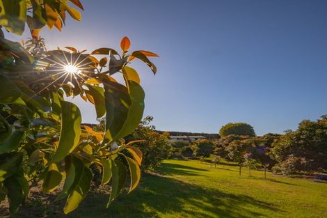 Photo of property in 313 Youngson Road, Whakamarama, Tauranga, 3179