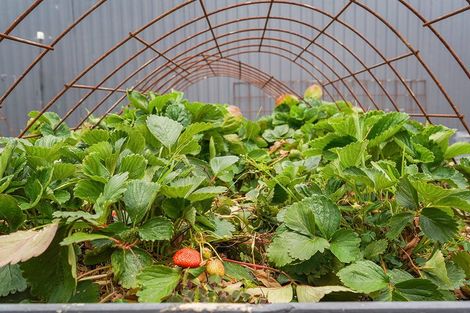 Photo of property in 13 Knightsbridge Place, Dinsdale, Hamilton, 3204