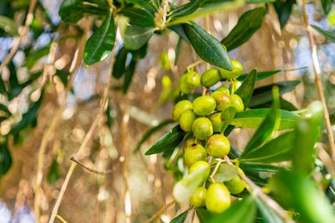 Photo of property in 429 Glenmohr Road, Waipu, 0582