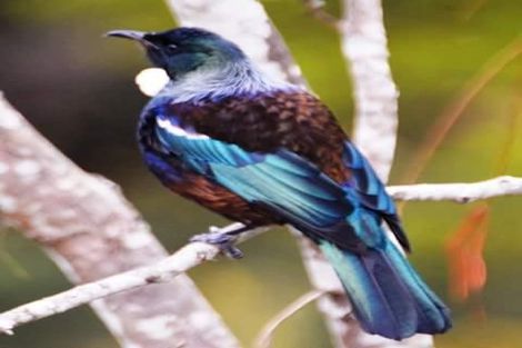 Photo of property in 89 Bethells Road, Waitakere, Auckland, 0782