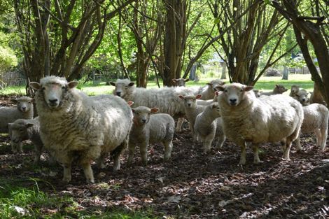 Photo of property in 136 Pohangina Valley Road East, Ashhurst, 4884