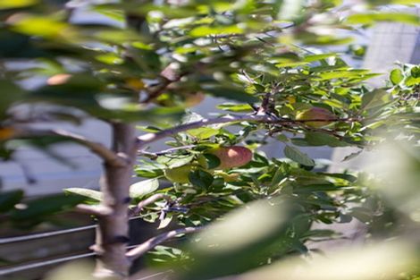 Photo of property in 27 Northwood Close, Warkworth, 0910