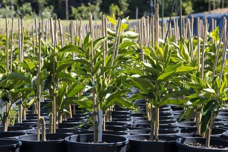 Photo of property in 67 Busby Road, Katikati, 3170