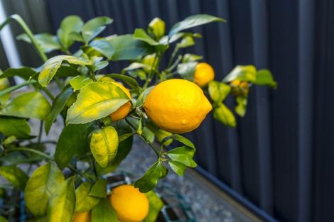 Photo of property in 24 Te Kaeaea Crescent, Wallaceville, Upper Hutt, 5018