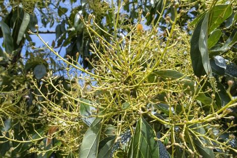 Photo of property in 63a Snodgrass Road, Te Puna, Tauranga, 3174