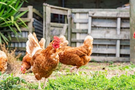 Photo of property in 585 Ormiston Road, Ruakaka, Waipu, 0582