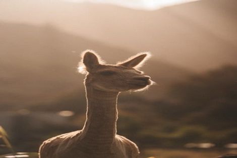 Photo of property in 272 Uruwhenua Road, Upper Takaka, Takaka, 7183