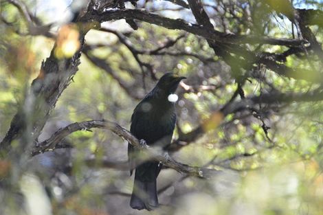 Photo of property in 89 Bethells Road, Waitakere, Auckland, 0782