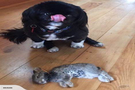 Photo of property in 364 Maniatutu Road, Okere Falls, Rotorua, 3074