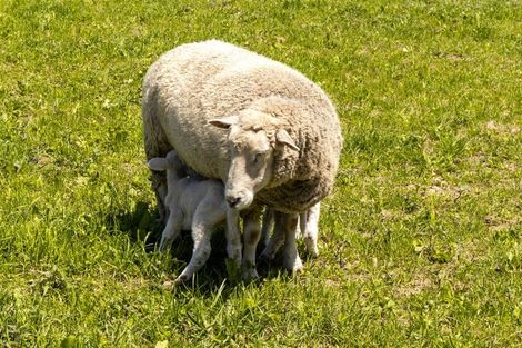 Photo of property in 11 River Terrace, Renwick, 7204