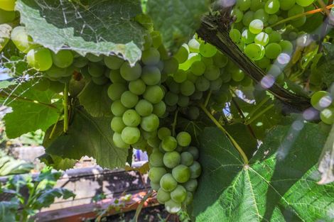 Photo of property in 598 Kainui Road, Taupiri, 3791