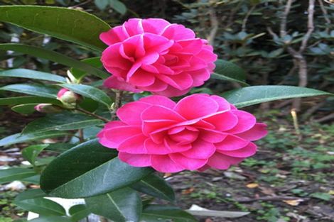 Photo of property in 6a Hart Street, Belleknowes, Dunedin, 9011