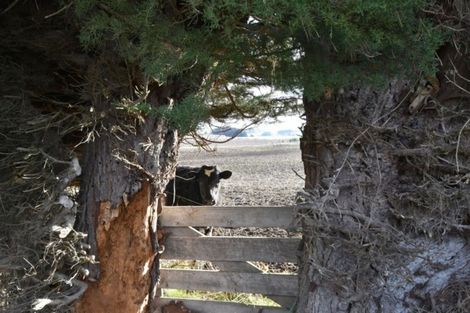 Photo of property in 79 Springhills Siding Road, Springhills, Winton, 9781