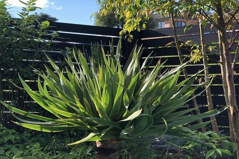 Photo of property in 7 Rangi Avenue, Schnapper Rock, Auckland, 0632