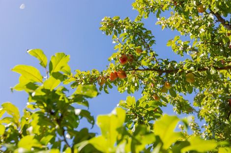 Photo of property in 4 Fairlie Grove, Te Puna, Tauranga, 3174