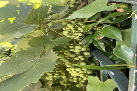 Photo of property in 20 Manchester Street, Petone, Lower Hutt, 5012