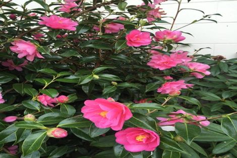 Photo of property in 6a Hart Street, Belleknowes, Dunedin, 9011