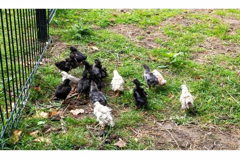 Photo of property in 5 Hutchinson Road, Helensville, 0875