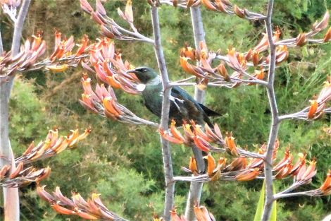 Photo of property in 102 Boons Valley Road, Waikawa, Picton, 7220