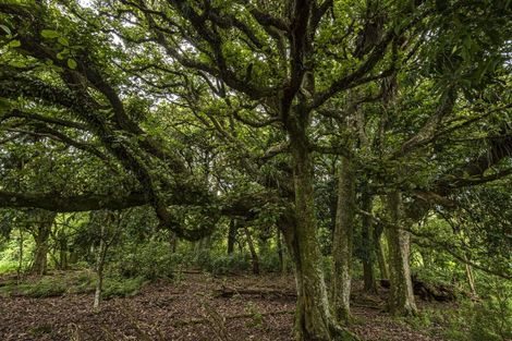 Photo of property in 161 Newton Road, Maungatapere, Whangarei, 0170