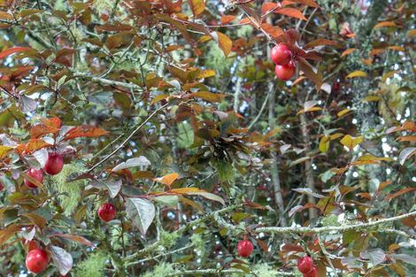 Photo of property in 22 Sawmill Lane, Camerons, Greymouth, 7805