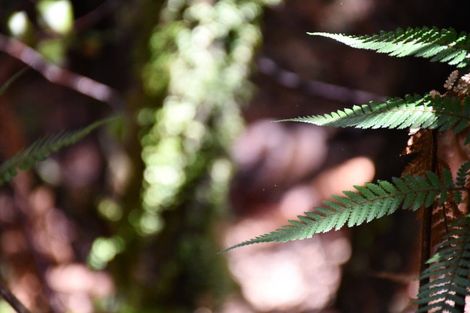 Photo of property in 78b Eco Place, Little Wanganui, Karamea, 7893