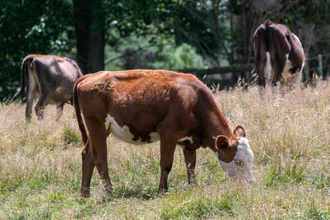 Photo of property in 26c Kauri Lane, Huntly, 3771