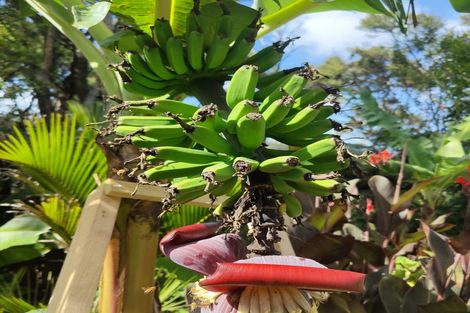 Photo of property in 15 Puriri Place, Tuateawa, Coromandel, 3583