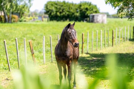 Photo of property in 446 Mystery Creek Road, Ohaupo, 3881
