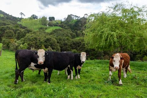 Photo of property in 71 Mangotahi Road, Thames, 3577