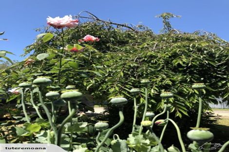 Photo of property in 72 Kent Street, Carterton, 5713