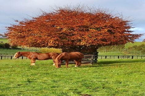 Photo of property in 105 Willis Road, Ngahinapouri, Hamilton, 3290