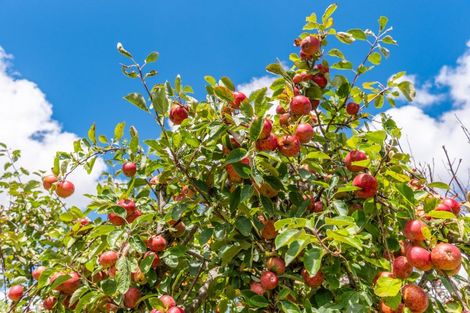 Photo of property in 7 Margaret Street, Levin, 5510