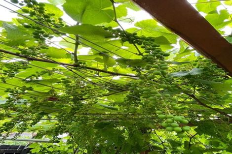 Photo of property in 43 Clover Drive, Henderson, Auckland, 0610