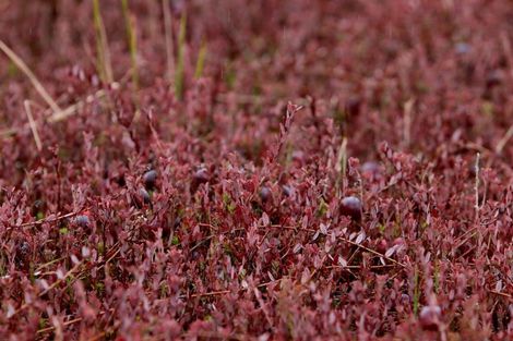 Photo of property in 1218 Old Christchurch Road, Awatuna, Hokitika, 7882