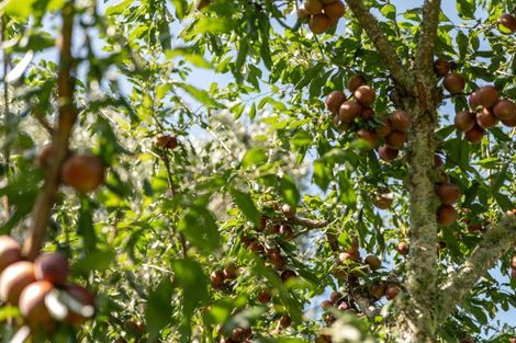 Photo of property in 10a Bridgman Lane, Tanners Point, Katikati, 3177