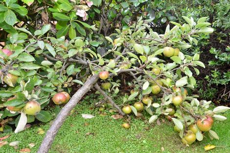 Photo of property in 50c David Street, Caversham, Dunedin, 9012