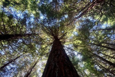 Photo of property in 262 Wainui Road South, Whakamarama, Katikati, 3181