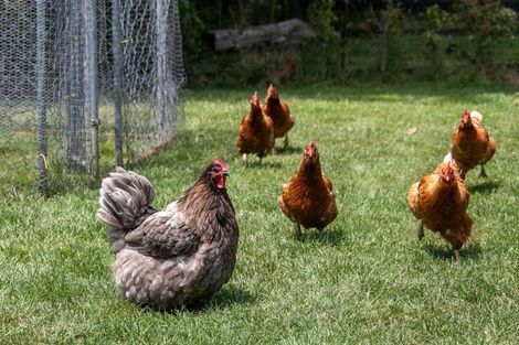 Photo of property in 26c Kauri Lane, Huntly, 3771