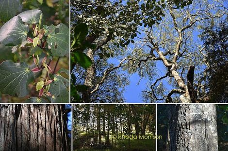 Photo of property in 186 Metcalfe Road, Ranui, Auckland, 0612