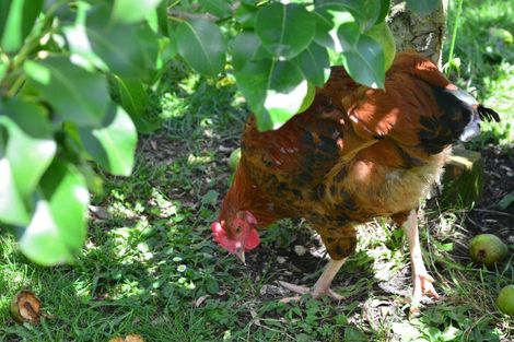 Photo of property in 14 Charles Street, Takapau, 4203