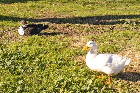 Photo of property in 4 March Street, Spring Creek, 7202