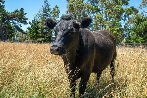Photo of property in 69 Longwood Road, South Featherston, Featherston, 5771
