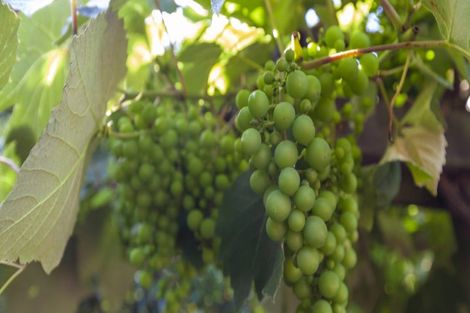 Photo of property in 2 Pukatea Close, Raumati Beach, Paraparaumu, 5032